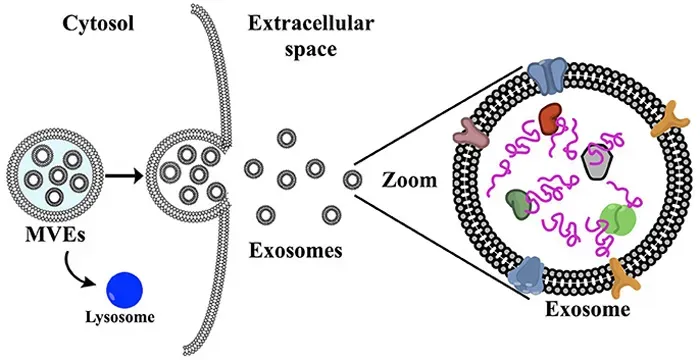 What Exactly Are Exosomes and How Do They Work