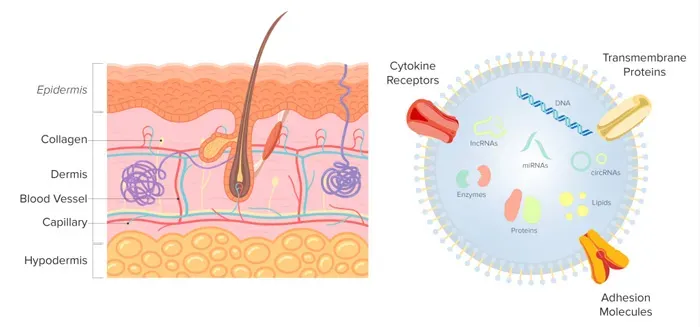 What are Exosomes